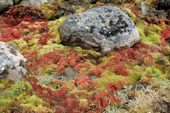 High Arctic mosses & plants on Champ Island. Franz Josef Land. 2004