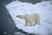 A Polar bear on melting sea ice. Franz Josef Land, Russia. 2004