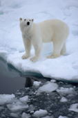 A Polar bear on melting sea ice. Franz Josef Land, Russia. 2004