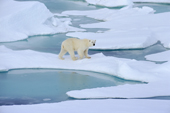 A Polar bear walking on melting ice floes. Franz Josef Land, Russia. 2004
