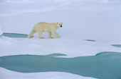 A Polar bear walking on melting sea ice. Franz Josef Land, Russia. 2004