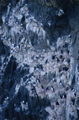 Brunnich's guillemots & Kittiwakes on Rubini Rock bird cliffs. Franz Josef Land. 2004