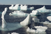 Pieces of glacial & sea ice floating off Bell Island. Franz Josef Land, Russia. 2004