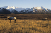 Horses grazing near Khailino in Koryakia, N.Kamchatka, Siberia, Russia. 1999