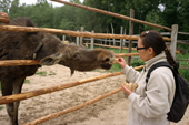 A visitor to the Sumarokova moose farm feeds bread to a moose called Nyumka. Kostroma, Russia. 2002