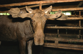 A bull moose in a barn at the Sumarokova moose farm near Kostroma, Russia. 2002