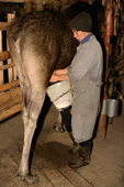 Valla, milking a moose at the Sumarakova moose farm. Kostroma, Russia. 2002