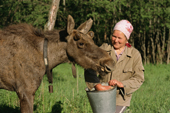 Nina Kudravseyva feeding oatmeal to a young bull moose at the Sumarokova moose farm. Kostroma, Russia. 2002