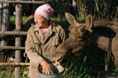 Nina Kudravseyva feeding oatmeal to a young bull moose at the Sumarokova moose farm. Kostroma, Russia. 2002