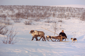 Vassily Selivanov, a Sami man from Lovozero, driving a reindeer sled. Murmansk, NW Russia. 2005