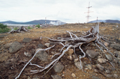 The remains of a tree in the 'dead zone' where virtually nothing grows, around the town of Monchegorsk.Kola Peninsula, NW Russia. 2005