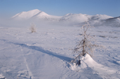 A young larch tree on snow covered tundra in Northern Evensk, Magadan Region, Eastern Siberia, Russia. 2006