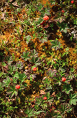 Cloudberries, Rubus chamaemorus, on tundra in Piltun Bay, Sakhalin Island, Russian Far East. 2006