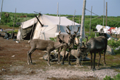 Draft reindeer tethered at an Uilta (Orok) herders summer camp in Piltun Bay. Sakhalin Island, Russian Far East. 2006