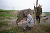 Victor Innokentiyev, an Uilta (Orok) reindeer herder, milks a reindeer at his camp in Piltun Bay. Sakhalin Island, Russian Far East. 2006