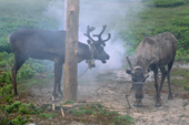 Smoke from a fire helps reduce the mosquitoes around reindeer at their summer pastures in Piltun Bay. Sakhalin Island, Russian Far East. 2006
