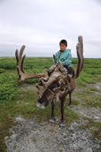 Tungus, an 8 year old Uilta (Orok) boy, riding his reindeer Zhulik (rogue) at summer pastures in Piltun Bay. Sakhalin Island, Russian Far East. 2006
