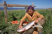 Gallina Zevina, an elderly Nivkhi woman, cleaning salmon before drying it at Niva Bay. Sakhalin Island, Russian Far East. 2006