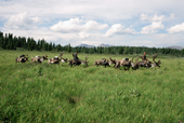 Tuvan herders using reindeer to transport supplies to their summer camp. Todzhu, Tuva, Siberia, Russia. 1998