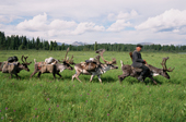 ridingTuvan herder using reindeer to transport supplies to his summer camp. Todzhu, Tuva, Siberia, Russia. 1998