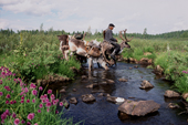 Vassily Balatok, a Tuvan herder crosses a stream with draught reindeer in Todzhu. Tuva, Siberia, Russia. 1998