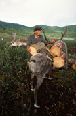 Herder, Vassily Balatok, uses a reindeer to carry firewood back to his camp at Todzhu, Tuva, Siberia, Russia. 1998