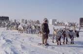 Dolgan reindeer herders rests while moving their camp of baloks (huts on sled runners) during the winter. Taymyr. N Siberia. 2004