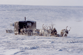 Dolgan reindeer herders move their camp of baloks (huts on sled runners) during the winter. Taymyr. N Siberia. 2004