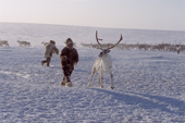 A Dolgan herder leads a draft reindeer he has just lassoed. Taymyr, Northern Siberia, Russia. 2004