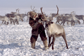 A Dolgan herder removes his lasso from a draft reindeer he has just caught during a round up on the tundra. Taymyr, Northern Siberia, Russia. 2004