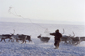 A Dolgan herder attempts to lasso a draft reindeer during a round up on the tundra. Taymyr, Northern Siberia, Russia. 2004
