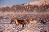 Reindeer at their winter pastures in the Verkhoyansk range of mountains at sunset. Yakutia, Siberia, Russia. 1999