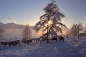 Reindeer at their winter pastures in the Verkhoyansk Mountain Range. Yakutia, Republic of Sakha, Russia. 1999