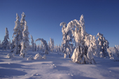 Snow covered larch trees in winter sunshine. Boreal Forest. Verkhoyansk. Yakutia, Republic of Sakha, Russia. (1999)