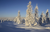 Snow covered larch trees in winter sunshine. Boreal Forest. Verkhoyansk. Yakutia, Siberia, Russia. 1999