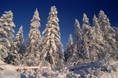 Snow covered taiga in winter sunshine. Boreal Forest. Verkhoyansk. Yakutia, Republic of Sakha, Russia. (1999)