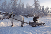 A man uses a horse & sled to collect river ice to melt for water near Verkhoyansk. Yakutia, Siberia, Russia. 1999