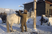 A Yakut saddles a horse in winter at Korban. Yakutia, Siberia, Russia. 1999