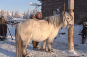 A Yakut herder combs ice from a horse in winter at Korban. Yakutia, Republic of Sakha, Russia. (1999)