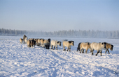Yakut horses at their winter pastures at Korban. Verkhoyansk, Yakutia, Siberia, Russia. 1999