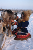 Vikka Piak, a Forest Nenets girl, stitches a reindeer's wound. Khanty-Mansiysk, Western Siberia, Russia. 2000