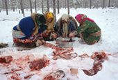 A group of Khanty & Forest Nenets women eating raw reindeer meat. Numto, Khanty Mansiysk, W.Siberia, Russia. 2000