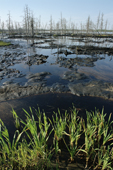 An oil spill from leaking pipes pollutes a lake near Niznevartovsk, Khanty Mansiysk, W. Siberia, Russia. 2000