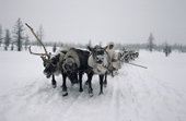 Sergey Serotetto, a Nenets man, driving a reindeer sled during the Spring migration. Yamal, Western Siberia, Russia. 1993