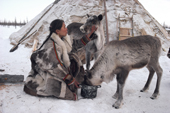 Aninya, a Nenets woman, feeds boiled fish to two pet yearling reindeer. Yamal, Siberia, Russia. 1993