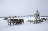 A Nenets reindeer herder stands on his sled during the spring migration. Yamal, Western Siberia, Russia. 1993