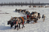 A Nenets woman drives her train of reindeer sleds on the Spring migration. Yamal. Siberia. Russia. 1993