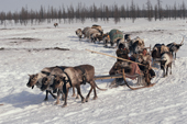 Nenets woman on a Spring migration drives her train of reindeer sleds. Yamal. Siberia. Russia. 1993