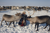 Neseinya, a young Nenets girl, in reindeer skin clothes feeds bread to a tame reindeer. Yamal. Siberia. Russia. 1993