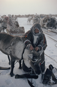 Nenets woman unharnesses her reindeer after a days travel Yamal. Siberia. Russia. 1993